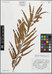 Foto von Salix triandra L. x Salix viminalis L.